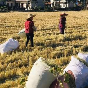 Visites Guidées - Ile de Chongming