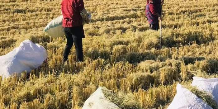 Visites Guidées - Ile de Chongming